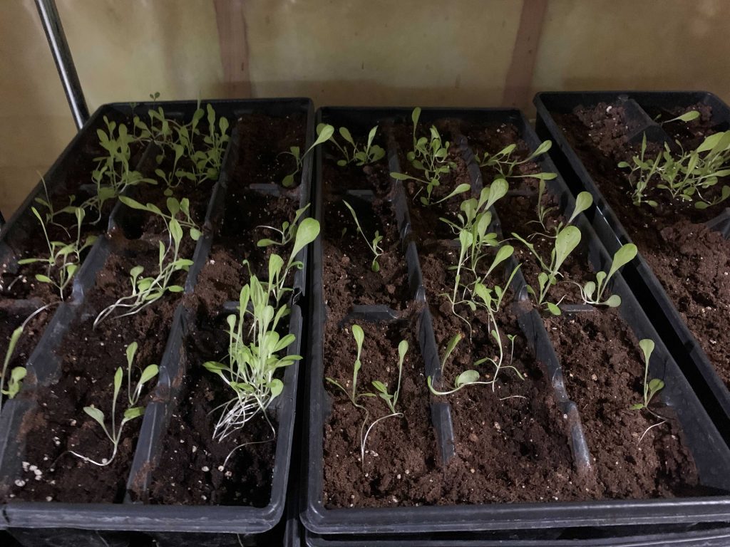 Row of microgreens in pots.