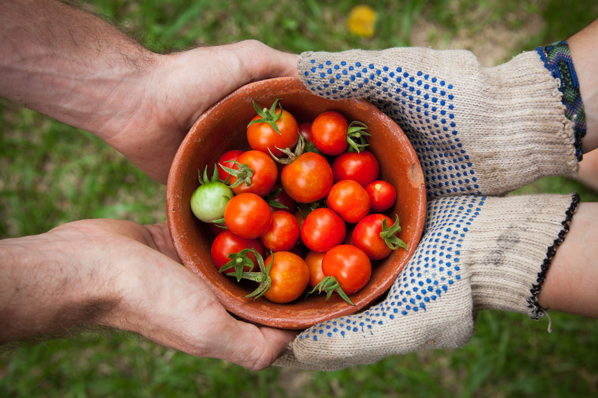 Two pairs of hands holding a bowl of tomatoes above grass