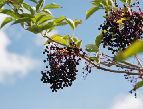 Good things come in pairs: All about elderberry and vitamin C