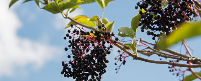 Elderberry