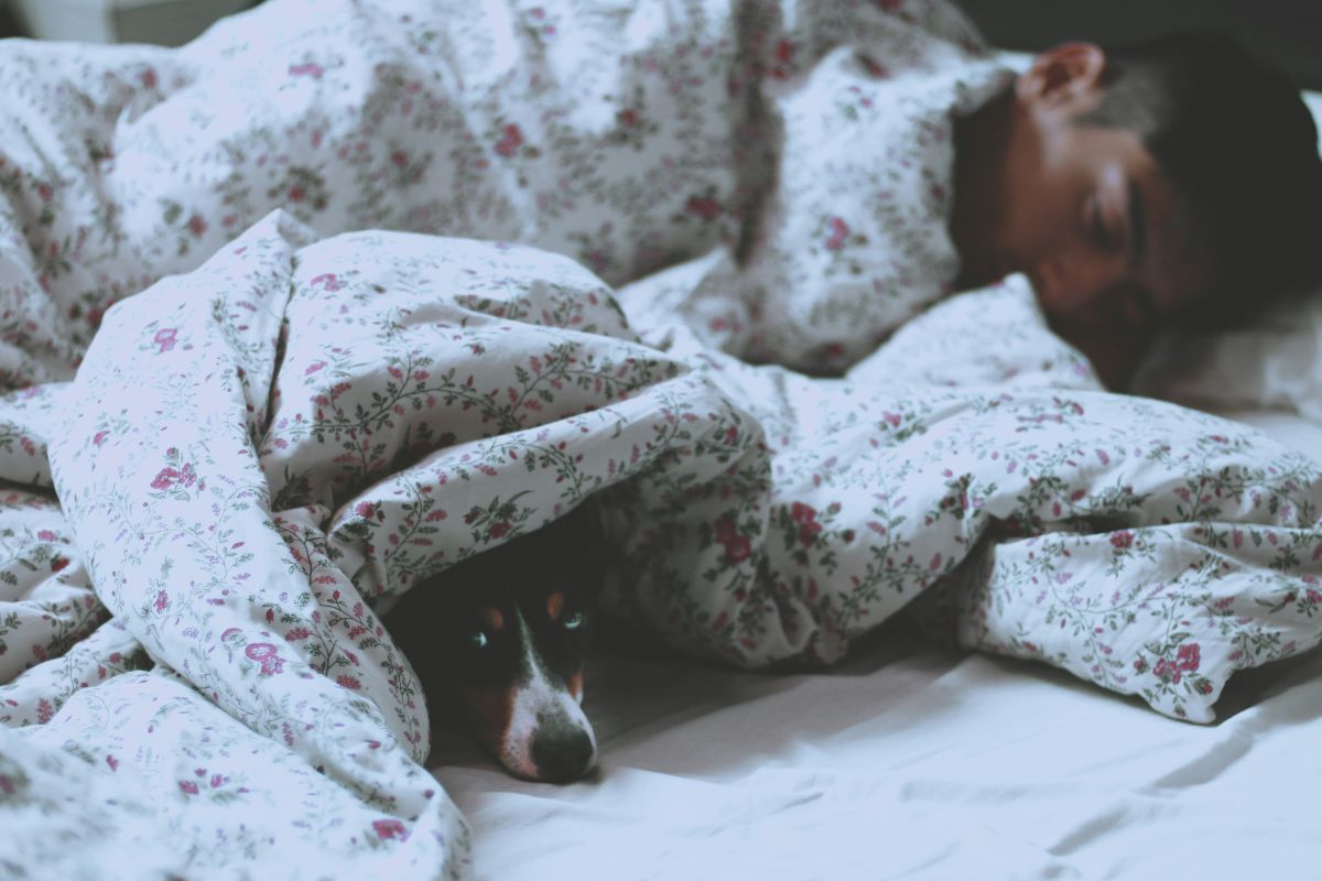 Sleeping man on bed next to small dog lying awake