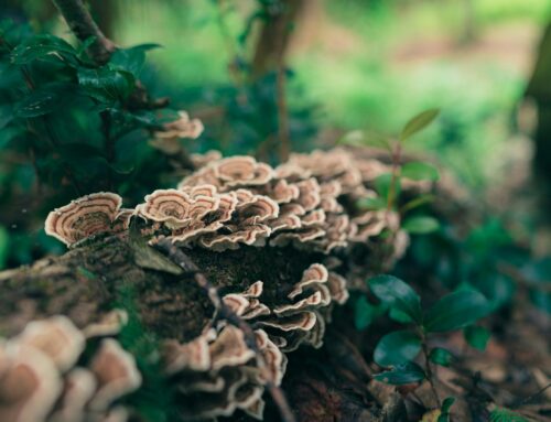 Turkey tail mushrooms: Nature’s immune booster