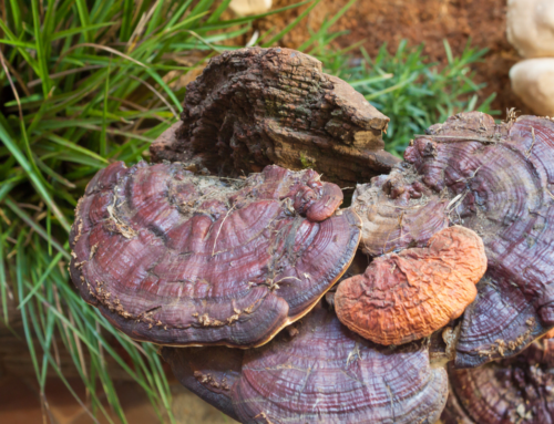 Reishi: The medicinal mushroom rooted in resilience