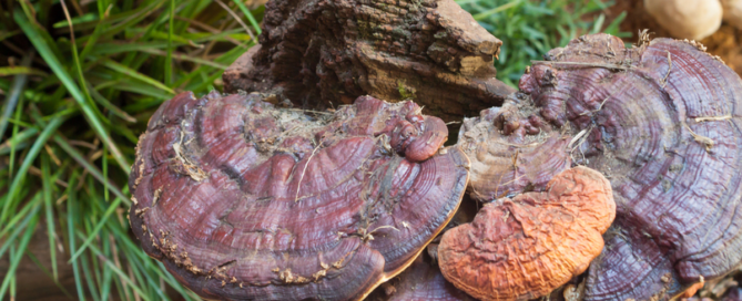 Reishi mushrroms