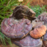 Reishi mushrroms