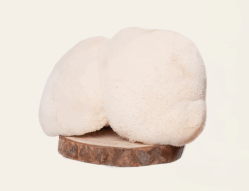 Lion’s mane: The focus fungus