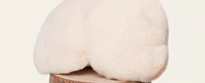 Lion's mane mushroom