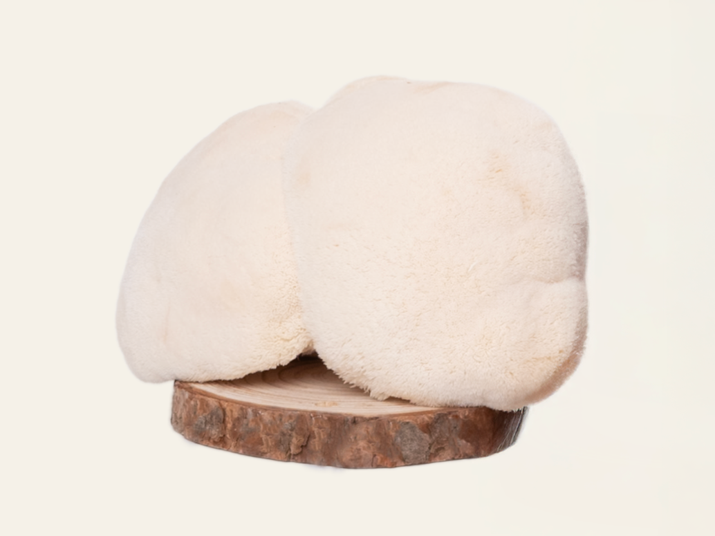 Lion's mane mushroom