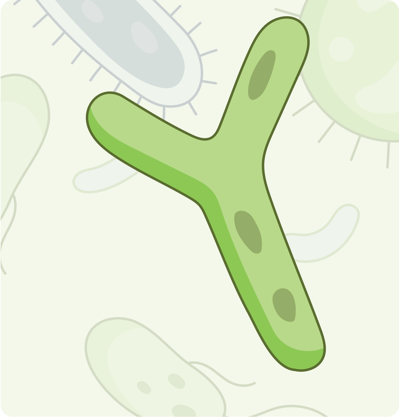 bifidobacteria are known to