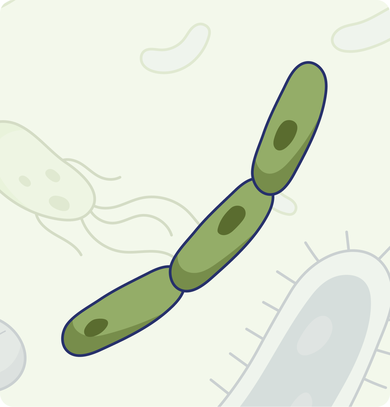 lactobacillus