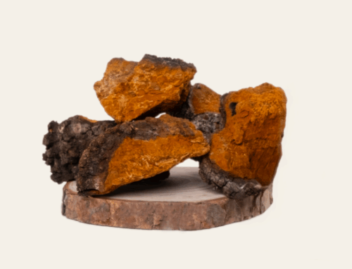 Exploring the medicinal benefits of chaga mushrooms