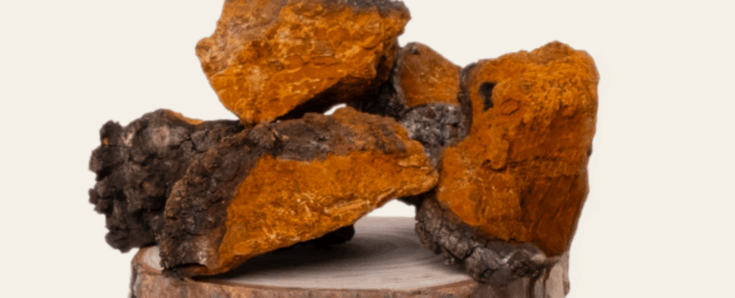 Chaga mushrooms